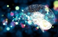 Un estudio revela cómo el cerebro organiza y dirige su actividad más lenta