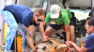 Loggerhead sea turtle released back into the ocean