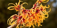 La planta que alivia el dolor de las piernas cansadas y disminuye la apariencia de varices o arañitas vasculares