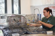 El Ente Municipal Biocórdoba liberó ocho aves que estaban alojadas en el Parque de la Biodiversidad