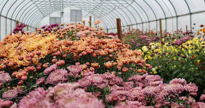 Weyers Cave's Harmony Harvest Farm to be featured in Better Homes & Gardens