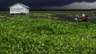 Pueblo de pescadores está en peligro en Colombia: Una planta invasora amenaza con hacerlo desaparecer