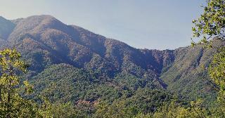 Estudio: Bosque mediterráneo chileno está al borde del colapso