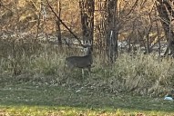 Only 12 hunters apply for this year’s East Grand Forks archery deer hunt