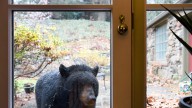 Celebrate 'Fat Bear Week' with Asheville bear photos…