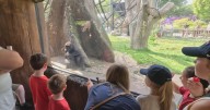 Cancer patients and their families take in Franklin Park Zoo in Boston thanks to Jimmy Fund