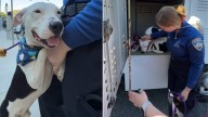 California Pittie Charms The Crowd At Adoption Event, But He’s The Only One Left Behind