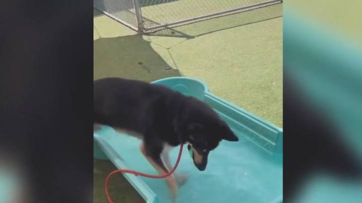 Dogs moved to new shelters could be euthanized, advocates say