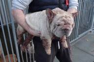 Two men fined for barbaric dog ‘fertility clinic’ in shed