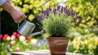Cada cuánto tiempo regar la planta de lavanda para que estalle de flores en primavera