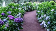 Espolvorea este producto alrededor de tus hortensias en otoño y lo agradecerás en 2026