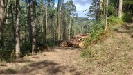 Muere en Riotorto el dueño de una empresa forestal tras ser alcanzado por una procesadora