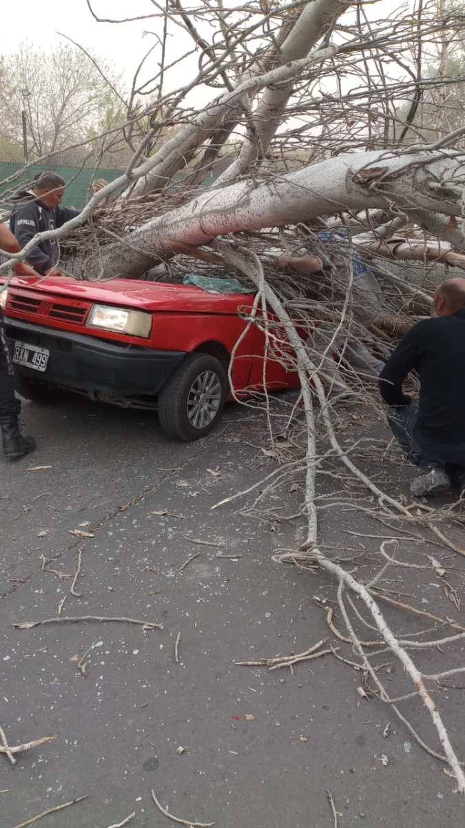 Las versiones cruzadas entre Maipú y Vialidad por el árbol que mató a una mujer