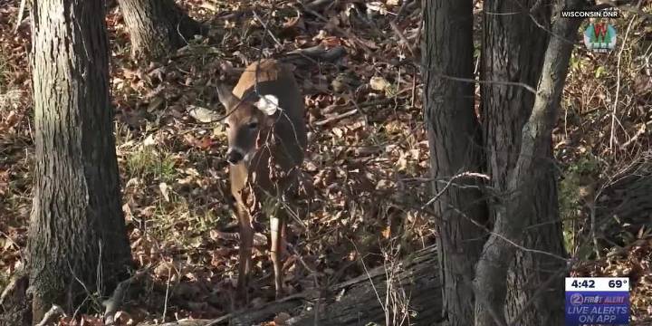Wisconsin DNR ask hunters for help to curb spread of CWD