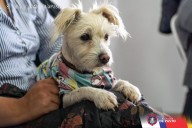 En reunión con sectores animalistas, la Alcaldía de Pasto junto a la Policía Metropolitana establecieron medidas preventivas ante casos de maltrato animal