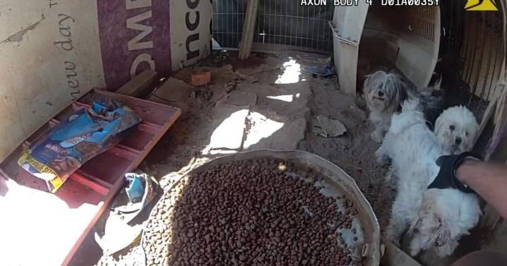 Dolan Springs man cited for animal cruelty and other charges after numerous dogs and cats removed from squalid property