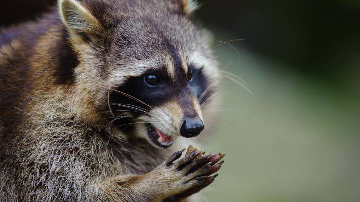 Niagara County confirms rabid raccoon; dogs under 45