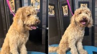 North Carolina Goldendoodle Arrives With Matted Ears, Then The Groomer Uncovers A Surprising Look