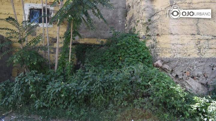 Hierba invade banquetas en Escondida y Rivera; Servicios Públicos anuncia deshierbe