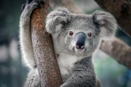 Australia proyecta reserva gigante para koalas