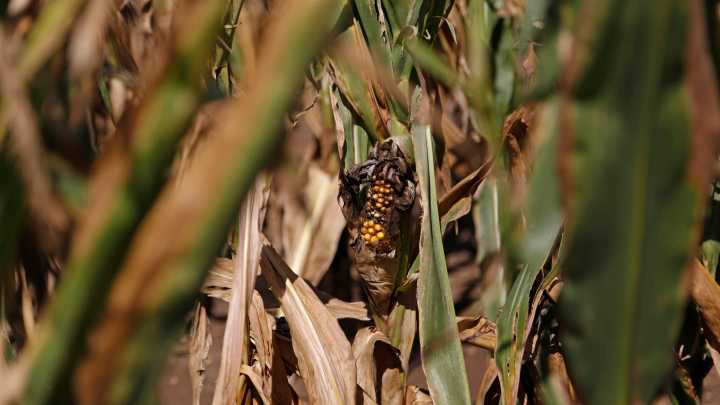 Iowa bumper corn crop endangered by fungus after wet July, experts say