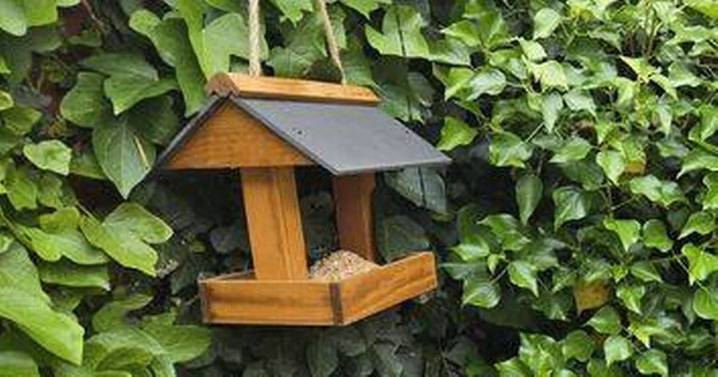 I've found the easiest way to get rid of pigeons from my garden