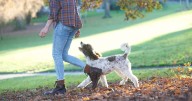 Dog walk warning issued to millions of UK owners