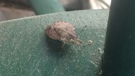 Finding stink bugs and boxelders in your home? You’re not alone