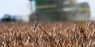 Retenciones en la mira: inquietud en el agro por una referencia en el paquete de ayuda de EE.UU.