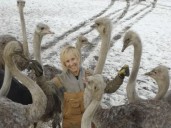 Two people arrested at B.C. ostrich farm facing cull over avian flu