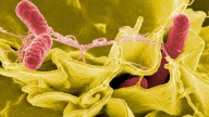 Metabolic Meals salmonella outbreak linked to infections in 10 states