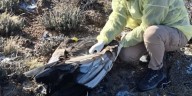 Hallaron muerto a un cóndor andino tras consumir un cebo envenenado en Río Negro