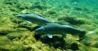 Lake Mohave water levels to lower in October to aid with annual razorback sucker harvest