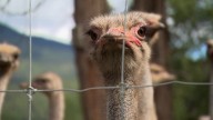 WATCH | Do the B.C. ostriches hold bird flu secrets? Experts doubt it