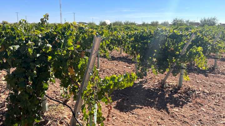 Agroseguro prevé indemnizaciones de 25 millones por daños en viñedos en CLM