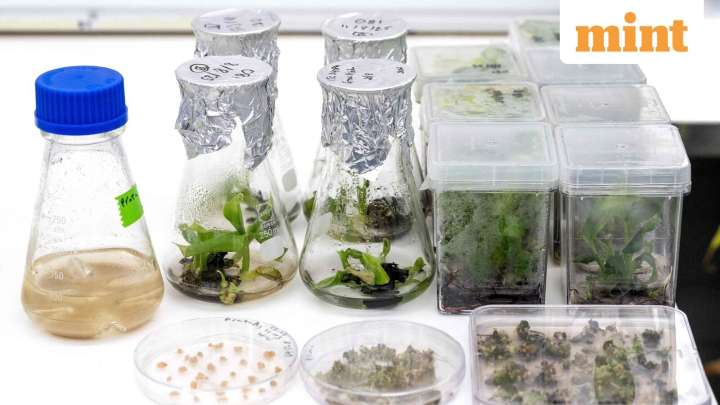 India's new speed breeding centres to deliver improved seeds faster
