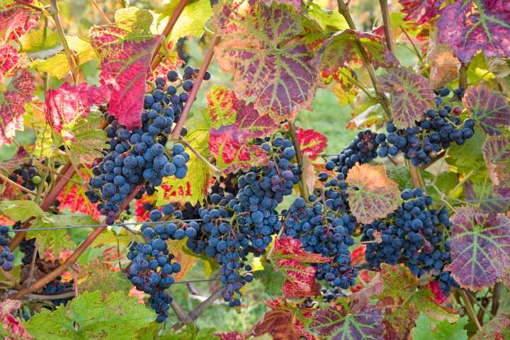 Is this British wine’s best year yet?
