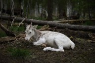 Sweden’s plans to mine rare-earth minerals could ruin the lives of Indigenous Sami reindeer herders – Winnipeg Free Press