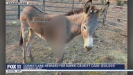 Donkey shot with arrow, reward offered