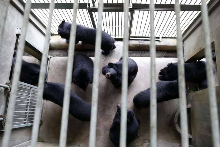Analistas demandan a Florida para impedir la primería cacería de osos negros en 10 años