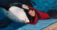 My sister was killed by SeaWorld orca - it haunts me every day