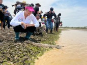 La liberación más grande en la historia del caimán llanero se realizó en jurisdicción de Corporinoquia