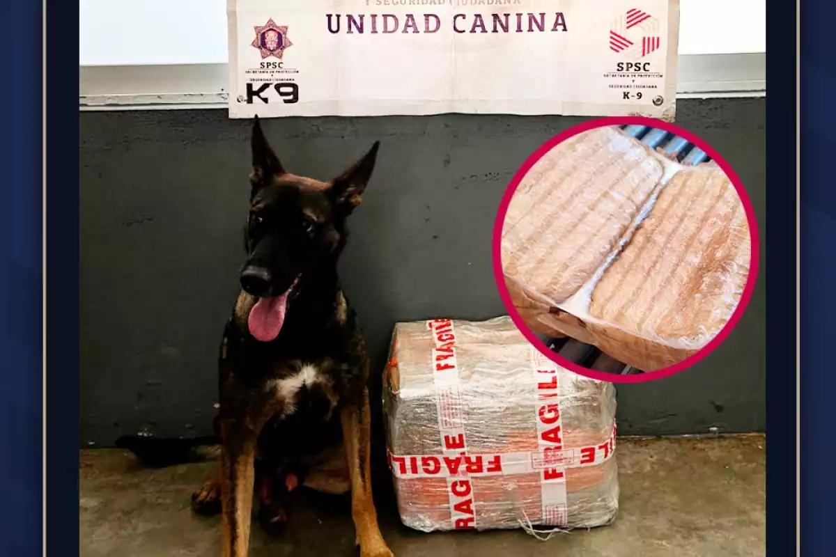 Perrito policía “Cimbi” ayuda a decomisar 7 kilos de droga en paquetería de Campeche