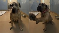 California Shelter Workers Were Heartbroken When They Learned Why This Pup Was Returned
