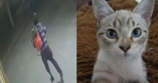 Desvalijaron una casa en un barrio salteño y se llevaron hasta la gatita [VIDEO]