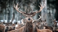 Ontario Calls on Hunters to Help Monitor for Chronic Wasting Disease