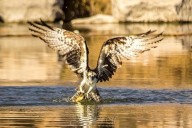 Avistan en Meoqui Águila Pescadora