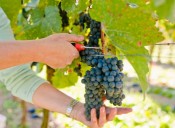 Buscan a voluntarios para cosecha de uvas en condado de Guilford