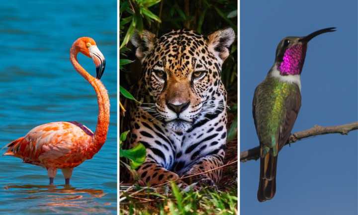 ¿Qué animales están en peligro de extinción en la Península de Yucatán? Greenpeace responde
