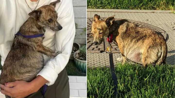 California Rescuer Shocked To Discover Who The Father Of Newborn Puppies Was